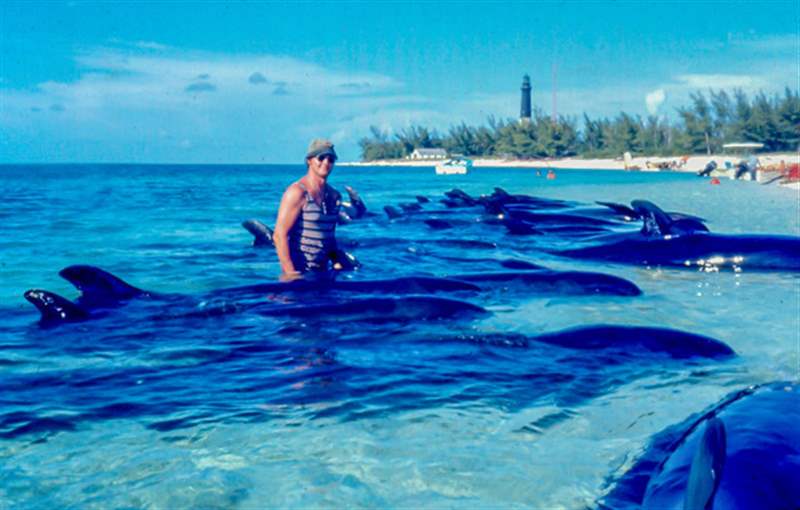 你只活一次的假期：我帶著愛彼表去了一個荒島-復刻表